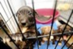 Abandoned pets in Derby stretch RSPCA to the limit
